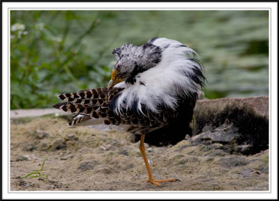 Male Ruff preening.