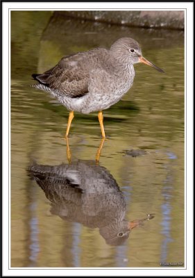 Redshank and his reflection