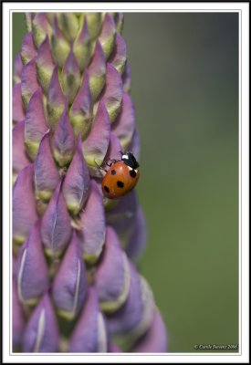 Seven spot ladybird - Coccinella 7-punctata on Lupin.