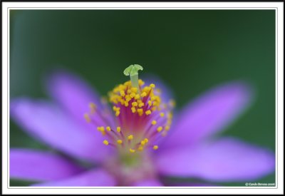 Purple Flowers!