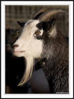 Billy goat !