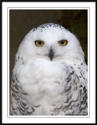 Snowy Owl!