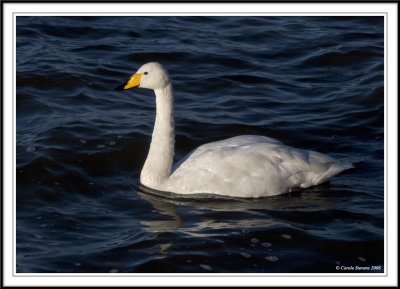 Whooper Swan!
