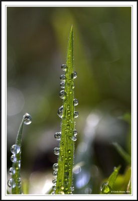 Melting moments!