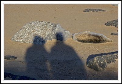 Shadowplay with the seals!