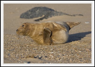 Seals of East Anglia!