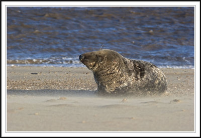 Bull Grey Seal jeuvenile.