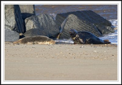Male and female Grey seals!