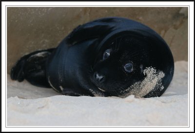 Rare black seal pup!