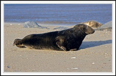 A year older -Black seal Bull