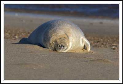 Female Grey seal pup!