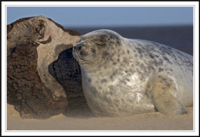 Grey seal pup hiding from the sandstorm!