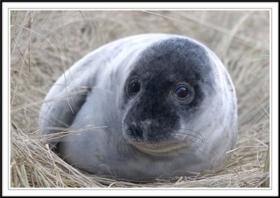 Grey Seal pup in the dunes!