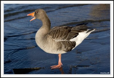 Greylag goose!