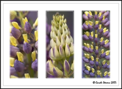 Lupin Tryptych!