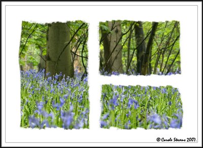 Bluebell woods tryptych!
