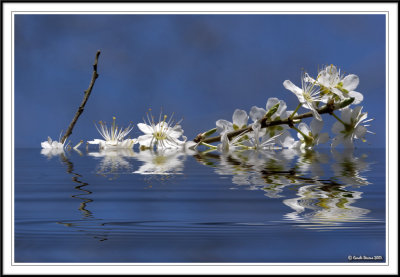 Blossom in water!