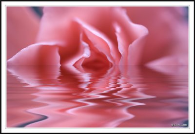 Liquid Rose!