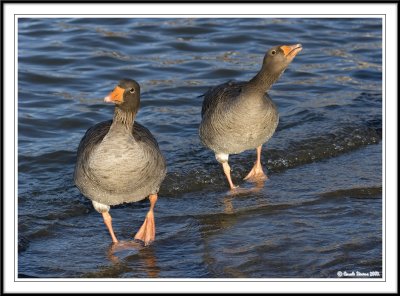 Greylags with attitude!