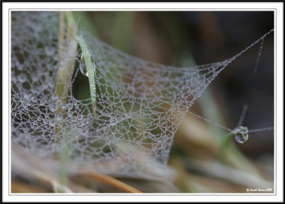 Grass webs with dew and frost!