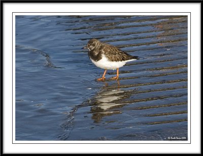 Turnstone!