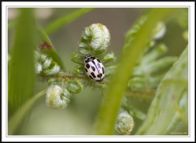 Water ladybird Anisosticta 19 punctata (Winter).