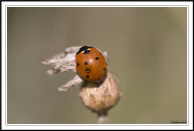 Seven spot ladybird - Coccinella 7-punctata on dead flower