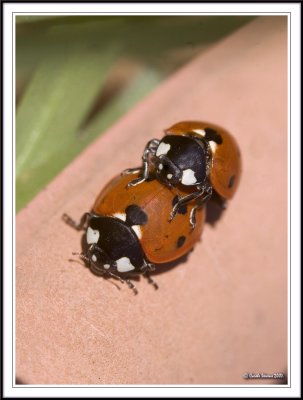 Seven spot ladybird - Coccinella 7-punctata mating.