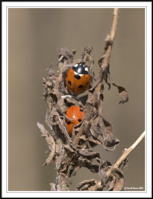 Seven spot ladybird - Coccinella 7-punctata on dead brambles.