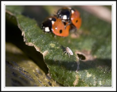 Seven spot ladybird - Coccinella 7-punctata watched by leaf bug.