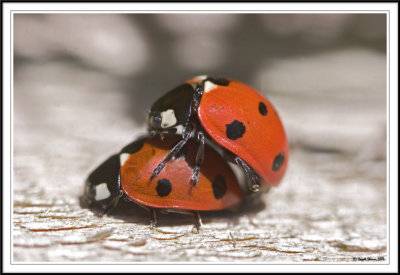 Seven spot ladybird - Coccinella 7-punctata mating.