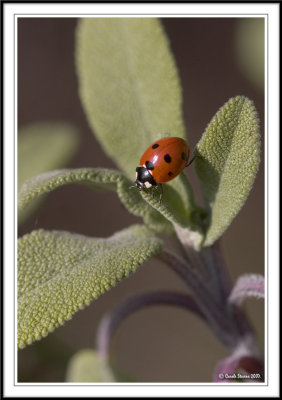 Seven spot ladybird - Coccinella 7-punctata
