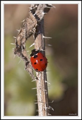 Seven spot ladybird - Coccinella 7-punctata on dead bramble