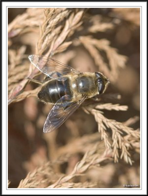 A Drone fly!