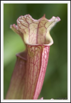 Pitcher plant!