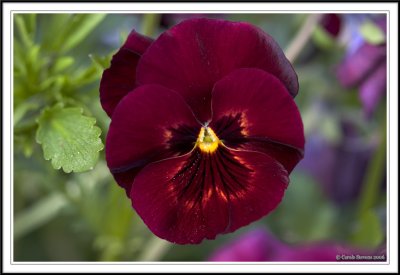 WinterPansy-Burgandy.