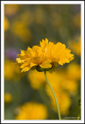 yellow carnation