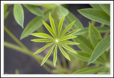 Lupin Leaf!