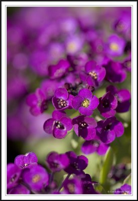 purple lobelia..