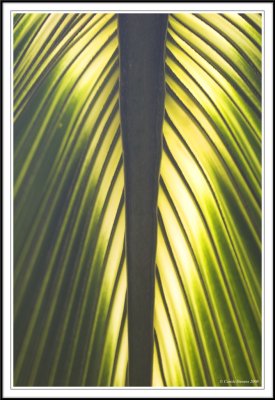 Palm leaf!