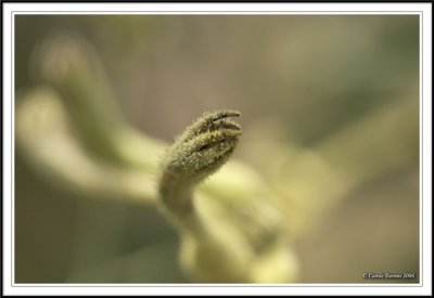 Kangaroopaw