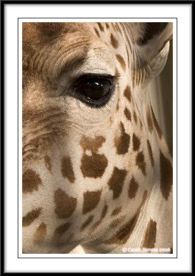 Giraffes eye!