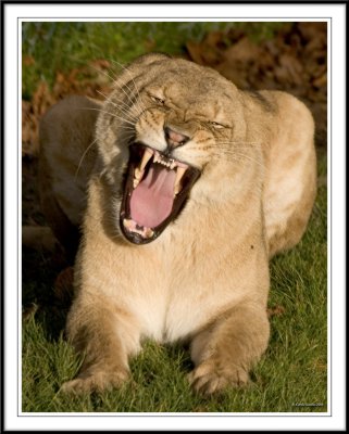 Lioness roaring!