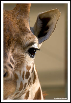 Giraffe eye!