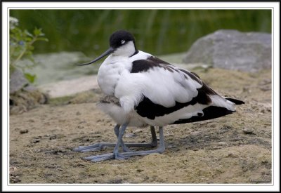 Avocet mum and chick !