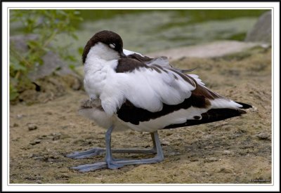 Avocet and chick asleep!