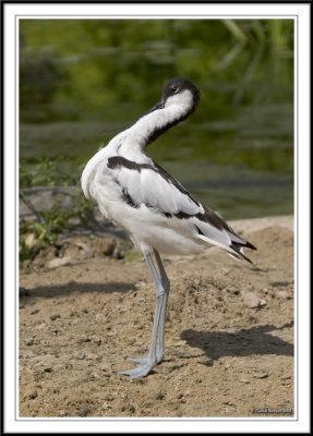 Avocet preening!