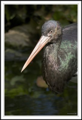 Glossy ibis!