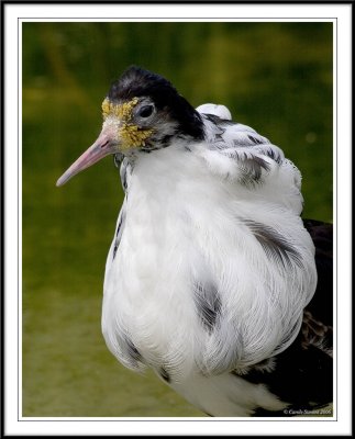 Male Ruff!