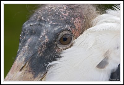 Marabou stork face!